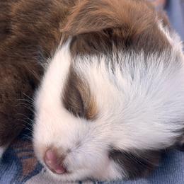 Waylon - Red tri-color male Australian Shepherd puppy in Hogansville, Georgia from Blue Creek Farm