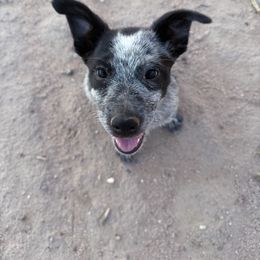 Maryann - Blue mottled female Australian Cattle Dog puppy in Marana, Arizona from Cactus Heelers Arizona