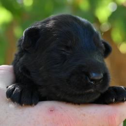 Lexi - Black female German Shepherd puppy in Nacogdoches, Texas from Vom Hausgladfel