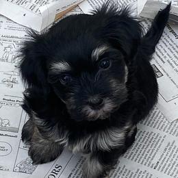 Havanese from Allstar Havanese