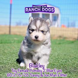 Blakley - Silver and white female Pomsky puppy in Humeston, Iowa from M.A.R. Dogs