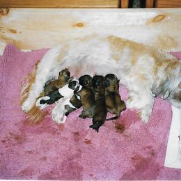 Shih Tzu Puppies from Shih Tzu Dreams Come True