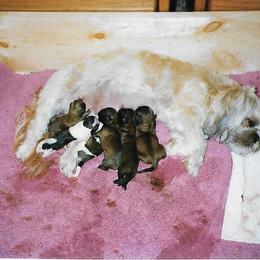 Shih Tzu Puppies from Shih Tzu Dreams Come True