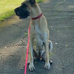 Great Danes from Sumner Great Danes