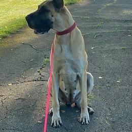 Great Danes from Sumner Great Danes