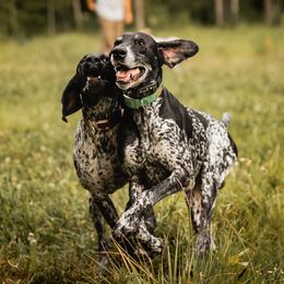 German Shorthaired Pointers from Locked On-Point German Shorthaired Pointers