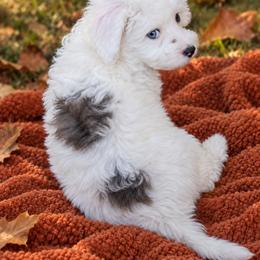 Sugar - Cream female Aussiedoodle puppy in Byron, Georgia from Southern Olive Doodles 🫒