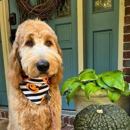 Aussiedoodles, Goldendoodles, and Poodles from High Point Poodles and Doodles