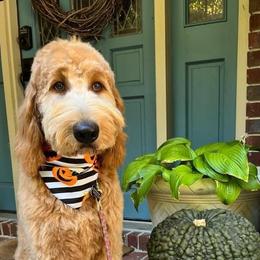 Aussiedoodles, Goldendoodles, and Poodles from High Point Poodles and Doodles