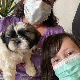 Shih Tzu Puppies from Willow Lane Shih Tzus