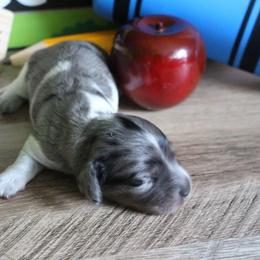Olivia - Piebald female Dachshund puppy in Pace, Florida from Shoebox Doxie’s