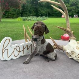 Gray collar girl - Liver roan female German Shorthaired Pointer puppy in Liberty, North Carolina from White Barn Kennels LLC