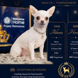 Athena - Chihuahua