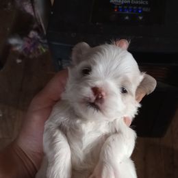 Companion Cross, Havanese, Mal-Shi, Maltese, Maltipoo, Morkie, and Shih Tzu Puppies from Seeking Shalom Acres Maltese, Maltipoos & Havamalts