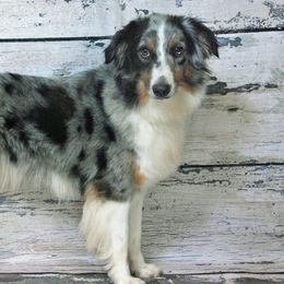 Hannah - Miniature American Shepherd