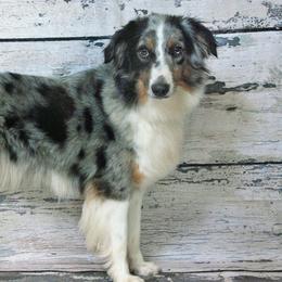 Hannah - Miniature American Shepherd