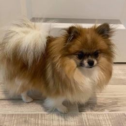 Pomeranians from East Coast Poms