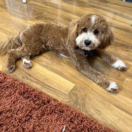 Jack - Goldendoodle