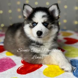 Linus - Silver and white male Pomsky puppy in Rossville, Georgia from Scenic City Pomskies