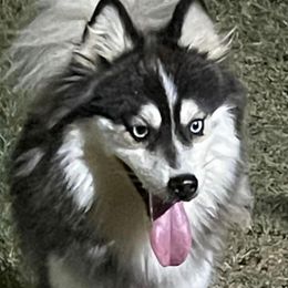 Sochi - Pomsky