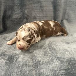 Red Merle Female 2 - 2000 - Red merle female Australian Shepherd puppy in Morristown, Tennessee from Lakeway Farms