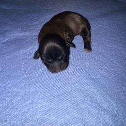 Girl 1 - Chocolate female Shih Tzu puppy in Groveland, Florida from Jenny's Shih Tzus
