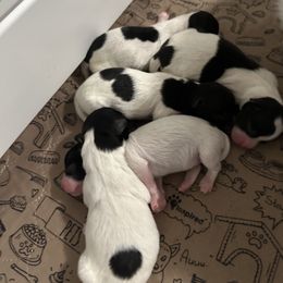Coton de Tulear puppies from Uptown Cotons