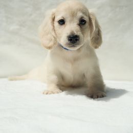 Navy - Cream male Dachshund puppy in Inverness, Florida from Royalworth Kennel