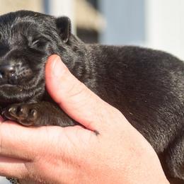 Boy 3 - Black male German Shepherd puppy in Clarkrange, Tennessee from Vom Wolff