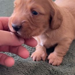 Dachshund Puppies from Lil Sausage Co