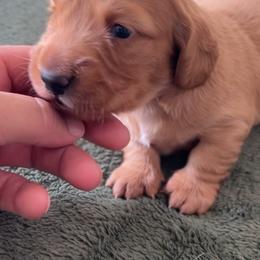 Dachshund Puppies from Lil Sausage Co