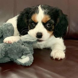Cavalier King Charles Spaniels from Jackson's Cavaliers