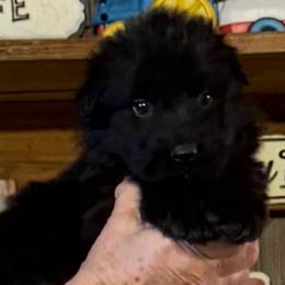 Yellow Collar - Black male German Shepherd puppy in Hattiesburg, Mississippi from Weizen German Shepherds
