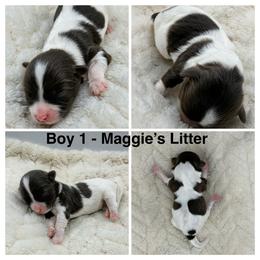 Boy 1 - Chocolate male Havanese puppy in Elkins, Arkansas from Havana Knights Havanese