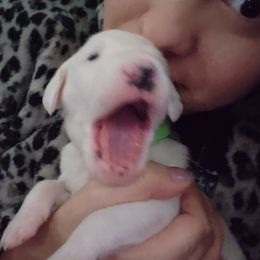 Dalmatian Puppies from America's Dalmatian Friends
