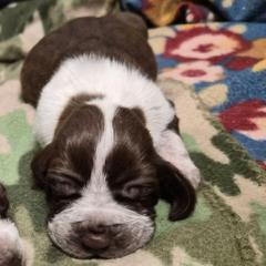 Claus - White and chestnut male Bracco Italiano puppy in Silver Summit, Utah from Snow Peak Kennel