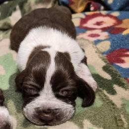 Claus - White and chestnut male Bracco Italiano puppy in Silver Summit, Utah from Snow Peak Kennel