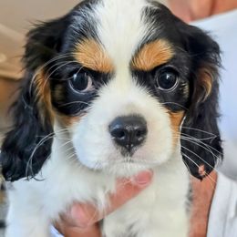 Cavalier King Charles Spaniel Puppies from Dixie Bass