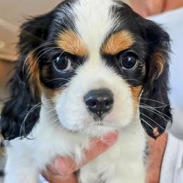 Cavalier King Charles Spaniel Puppies from Dixie Bass