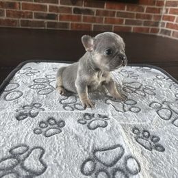 Little Bit - Tricolors female French Bulldog puppy in Conyers, Georgia from Raydiant Bullies