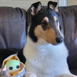 Amonte - Collie