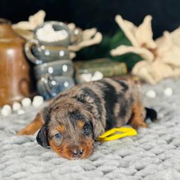 Yellow boy - Merle male Bernedoodle puppy in Waukesha, Wisconsin from Bernedoodle Boutique (and Cavapoos)