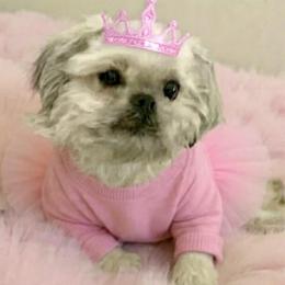 Marie - Shih Tzu