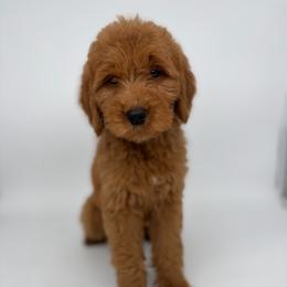 Jupiter - Red  female Goldendoodle puppy in Smithfield, Kentucky from KBK9 Kennels