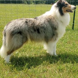 Collies from Living Blessed Collies