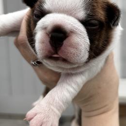 Dotty's Fawn female - Seal and white female Boston Terrier puppy in Yakima, Washington from Barnett’s AKC Boston Terriers