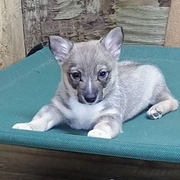 Sif - Gray female Swedish Vallhund puppy in Ellensburg, Washington from Faery Mount Farm