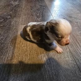 Grinch - Red merle male Miniature Australian Shepherd puppy in Arlington, Texas from CopperHead Aussies