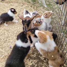 Collie Puppies from Voneida Collies