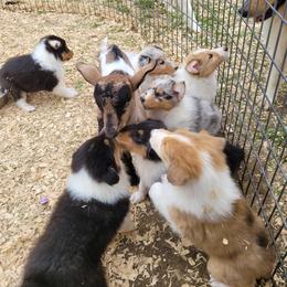 Collie Puppies from Voneida Collies